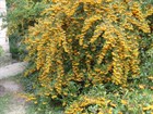 Пираканта Шарлаховая, желтая, вечнозеленая, медонос, живая изгородь, кадочное, бонсай - фото 8717