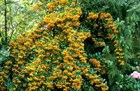 Пираканта Шарлаховая, желтая, вечнозеленая, медонос, живая изгородь, кадочное, бонсай - фото 8721