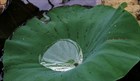 Лотос Комарова, морозостойкий, лекарственный, съедобный, декоративный, многолетнее водное, священное, реликтовое растение, медонос - фото 8774