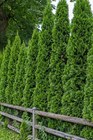 Туя западная Малониана, морозостойкая, вечнозеленая, колоновидная, живая изгородь - фото 8796