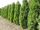 Туя западная Малониана, морозостойкая, вечнозеленая, колоновидная, живая изгородь - фото 8797