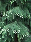 Ель сербская, вечнозеленая, морозостойкая, декоративная, редкий вид - фото 8814