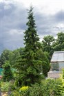 Ель сербская, вечнозеленая, морозостойкая, декоративная, редкий вид - фото 8815