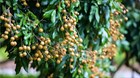 Лонган-тропический, сладкий фрукт, вечнозеленый, комнатный, кадочный - фото 8850