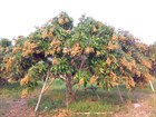 Лонган-тропический, сладкий фрукт, вечнозеленый, комнатный, кадочный - фото 8853