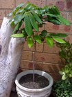 Лонган-тропический, сладкий фрукт, вечнозеленый, комнатный, кадочный - фото 8855