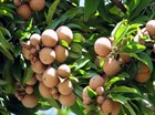 Лонган-тропический, сладкий фрукт, вечнозеленый, комнатный, кадочный - фото 8856