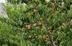 Персик обыкновенный, сладкий, морозостойки, медонос - фото 8863