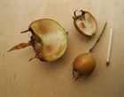 Мушмула Германская, сортовая, крупноплодная, съедобная, зимостойкая, медонос - фото 8898