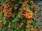 Пираканта Шарлаховая, оранжевая, вечнозеленая, медонос, живая изгородь, кадочное, бонсай - фото 8909