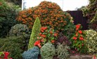 Пираканта Шарлаховая, оранжевая, вечнозеленая, медонос, живая изгородь, кадочное - фото 8910