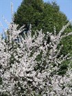 Абрикос маньчжурский, съедобный, морозостойкий, декоративный, медонос - фото 8962