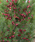 Тис средний Хикси, морозостойкий, вечнозеленый, живая изгородь, кадочное - фото 9004
