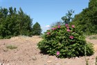 Роза ругоза (морщинистая), шиповник, зимостойкая, декоративная, съедобная, лекарственная, живая изгородь - фото 9078