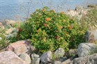 Роза ругоза (морщинистая), шиповник, зимостойкая, декоративная, съедобная, лекарственная, живая изгородь - фото 9079
