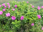 Роза ругоза (морщинистая), шиповник, зимостойкая, декоративная, съедобная, лекарственная, живая изгородь - фото 9080