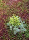 Ель Глена, морозостойкая, вечнозеленая, декоративная - фото 9088