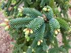 Пихта нумидийская (алжирская), конусовидная, вечнозеленая, декоративная, живая изгородь, ценная древесина, лекарственная - фото 9091