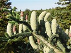 Пихта нумидийская (алжирская), конусовидная, вечнозеленая, декоративная, живая изгородь, ценная древесина, лекарственная - фото 9093