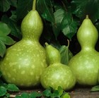 Тыква Лагенария (горлянка), съедобная, декоративная лиана, лекарственная, масличная, подвой, ценные плоды - фото 9161