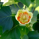 Лириодендрон тюльпановый, морозостойкий, декоративное дерево, медонос - фото 9200