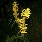 Асфоделина желтая, многолетняя, морозостойкая, съедобная, декоративные цветы, медонос - фото 9206