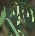 Хасмантиум широколистный, декоративное злаковое растение - фото 9207