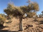 Саксаул зайсанский, засухоустойчивый, пескозащитное заграждение, кормовое - фото 9275