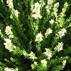 Иссоп лекарственный, сорт Водограй белый, декоративные цветы, лекарственный, медонос - фото 9355