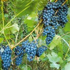 Виноград амурский, многолетний, морозостойкий, съедобный, декоративная лиана, реликтовый, медонос - фото 9379