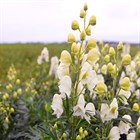 Борец (аконит) клобучковый белый (высокая форма), морозостойкий, многолетний, лекарственный, декоративные цветы - фото 9395