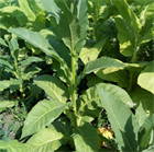 Табак Szamosi Dark, высокая урожайность, небольшое содержание никотина - фото 9467