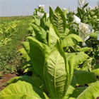 Табак Американ 572, высокоурожайный - фото 9469