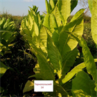 Табак Тернопольский 14, содержит 1,2-1,3% никотина - фото 9506