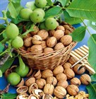 Грецкий орех Идеал Саратовский, морозостойкий, вкусный, скороплодный, высокая урожайность - фото 9552