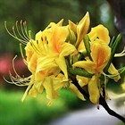 Рододендрон желтый Luteum, морозостойкий, вечнозеленый, декоративный кустарник, бонсай - фото 9557