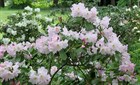 Рододендрон Форчуна Fortunei, морозостойкий, вечнозеленый, декоративный кустарник, бонсай - фото 9574