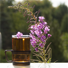 Иван-чай (кипрей) узколистный, многолетний, морозостойкий, декоративный, лекарственный, медонос - фото 9575