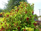 Лейцестерия красивая (гималайская жимолость), многолетняя, морозостойкая,  декоративный кустарник, кормовая, кадочное - фото 9621