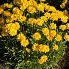 Кореопсис крупноцветковый, декоративные цветы, пряность, медонос - фото 9626