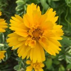 Кореопсис крупноцветковый, декоративные цветы, пряность, медонос - фото 9627