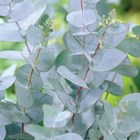 Эвкалипт пепельный (серебристый), вечнозеленый, лекарственный, эфиромасличный, декоративный, сухоцвет - фото 9647