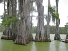 Таксодиум (кипарис) болотный, морозостойкий, декоративный, ценная древесина, реликтовое дерево, бонсай - фото 9712