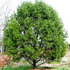 Сосна Бунге, морозостойкая, вечнозеленая, декоративная, долгожитель, священное дерево, бонсай - фото 9721