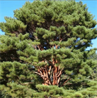 Сосна Густоцветковая (красная японская), морозостойкая, вечнозеленая, лекарственная, эфиромасличная, редкий вид, ценная древесина, бонсай - фото 9723