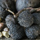Орех чёрный, морозостойкий, съедобный, лекарственный, ценная древесина - фото 9862