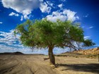 Саксаул зайсанский, засухоустойчивый, пескозащитное заграждение, кормовое - фото 9936