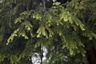 Тсуга канадская, морозостойкая, лекарственная, вечнозеленая - фото 9983